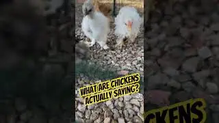 What are chickens actually saying?