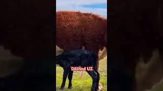 #Узбекистан