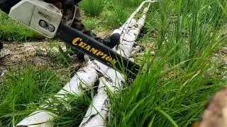 STIHL 361 КАЗАЛОСЬ БЫ МАЛЕНЬКОЕ ДЕРЕВО!? Прикол