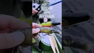 Какой цвет лучше. #shorts #short #fishing