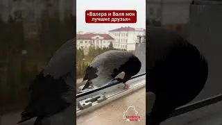 Россиянка из #Гродно приручила Валеру и Валю, но это не #люди, а серые #вороны  #беларусь #птицы