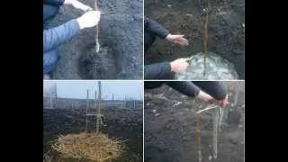 Как правильно посадить грецкий орех. 4 секрета ускорения роста. Выбор сезона.