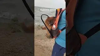 Шпицуля наш Лев 😃 