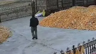 惊爆！东北虎下山凶猛来袭：铁门被撞坏，村民惊险遭遇！#china #惊人