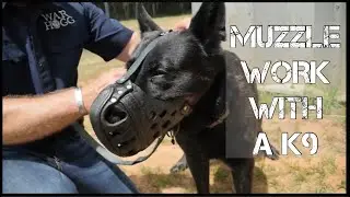 Muzzle Work With A K9 - Special Operations Combat Assault Dog Duco
