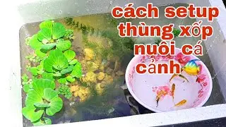 Cách Setup bể cá cảnh đẹp bằng thùng xốp đơn giản - dễ làm và tốn ít chi phí nhất |Ba Duy Vlog.