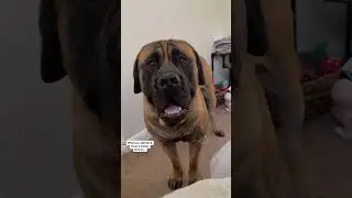 Temper Tantrum when my GIANT dog just wants to play 