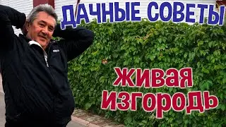 ДАЧНЫЕ СОВЕТЫ - ЖИВАЯ ИЗГОРОДЬ из девичьего винограда/АПРЕЛЬ - подвязываем и обрезаем