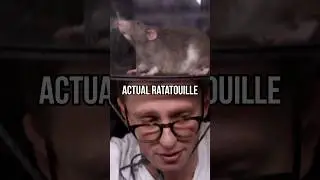 i trained a rat to make ratatouille