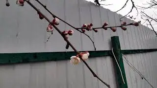 Наконец-то пришёл долгожданный дождь | 29 Марта.