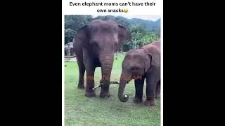 Elephant CAN'T CATCH A BREAK! 