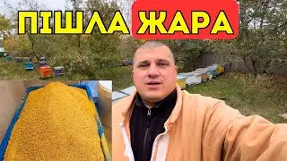 Бджолиний пилок - це Тєма 💲 Але не для кожного! 🐝