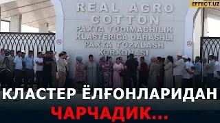 КЛАСТЕР ОДАМЛАРНИ ҚАНДАЙ АЛДАЙДИ? ЎРТА ЧИРЧИҚДАГИ АБГОР ҲОЛАТ – EFFECT.UZ