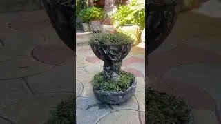 Кашпо своими ручками и каллизия мелколистная!