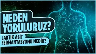 WHY DO WE GET TIRED? | WHAT IS LACTIC ACID FERMENTATION?