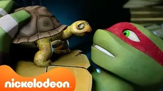 TMNT: Teenage Mutant Ninja Turtles | Le Tartarughe adottano degli animaletti! 🐢 | Nickelodeon Italia