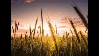 Ой ты, Рожь. Осень.  Футаж.  Поёт красноармейский хор