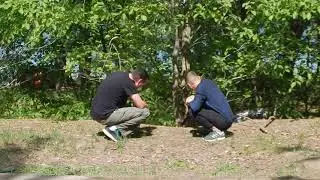 Лисята у дороги / Foxes on the road