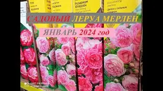 ЛЕРУА МЕРЛЕН - садовый отдел 29.01.24 г. Новые поступления, цены и ассортимент.