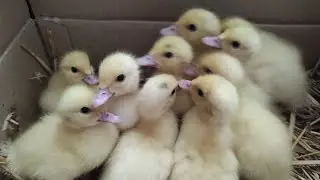 МУСКУСНЫЕ УТЯТА! ЯЙЦО на ИНКУБАЦИЮ! ИНКУБАТОРЫ И ЯЙЦО В НИХ! ЗИМНЯЯ ИНКУБАЦИЯ ЯИЦ