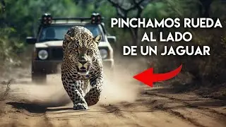 Encuentro con jaguar en la TRANSPANTANEIRA 😱 La carretera más salvaje de Brasil