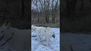 Начало новой истории в породе ВОЛЭНД (Арктический Тип) #arcticwolf #wolf #полярныйволк