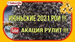 Июньские рои 2021. Акация рулит!!!