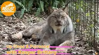 Big Cat Rescue LIVE Q&A with Brittany at Big Cat Rescue 03 27 2023