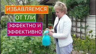 ТЛЯ НА УЧАСТКЕ? ПРИШЛО ВРЕМЯ ОТ НЕЕ ИЗБАВИТЬСЯ!