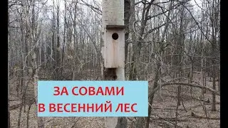 За совами в весенний лес | Проверка совятников (Часть 1)