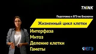 Жизненный цикл клетки | Подготовка к ЕГЭ по Биологии