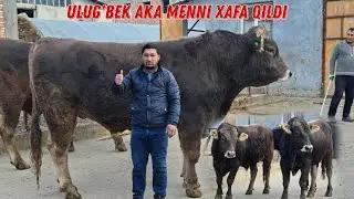 😳 Ulug'bek Akani FERMASI SHVES Buqalar Keldi