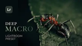 DEEP MACRO — Professional Color Grading in Lightroom for Macro Photography | Free Preset Download