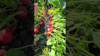 Супер способ посева редиса, чтобы не прореживать