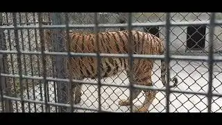 kolkata zoo Tiger 