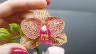 Phal. Miro Sun ‘Miro 2’ x Yaphon Goldrose ‘Yaphon’ первое цветение орхидеи гибрида от Яфона.