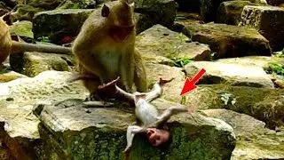 Baby monkey Daniela near dead today, DeeDee drags baby monkey hit on hard stone