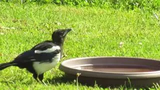 oiseaux tres jeunes bébé Pie