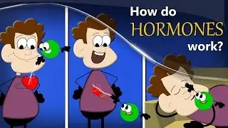 How do Hormones work? + more videos | #aumsum #kids #science #education #children