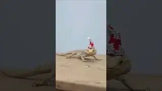 Подарки для питомцев.
