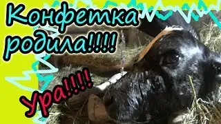 Отёл коровы // Рождение теленка // Увеличение хозяйства // Жизнь в деревне!