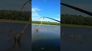 В этих карягах полно щуки.