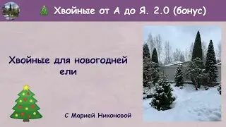 НОВОГОДНИЙ ВЫПУСК. Хвойные для новогодней ели