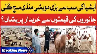 Karachis Biggest Cattle Market | Sohrab Goth Mandi | Maweshi Mandi | Breaking News