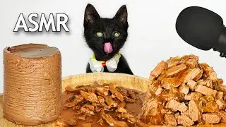 CAT ASMR EATING WET FOOD | 2X SPEED
