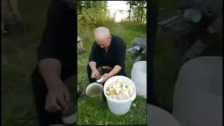 изба/грибы/отдых/Shorts