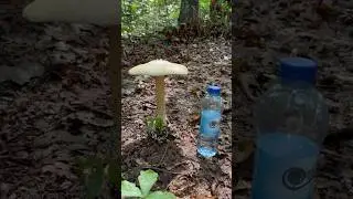 🍄 🍄‍🟫 MASSIVE MUSHROOM IN SOUTHERN INDIANA! 🍄‍🟫 🍄 #mushroom