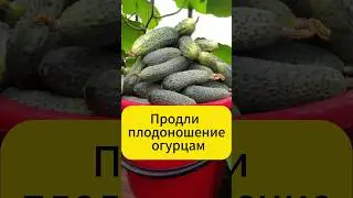 Продли плодоношение своим огурцам  