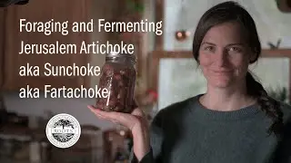 Foraging and Fermenting Jerusalem Artichoke aka Sunchoke (aka Fartachoke)