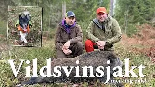 Vildsvinsjakt med hög puls